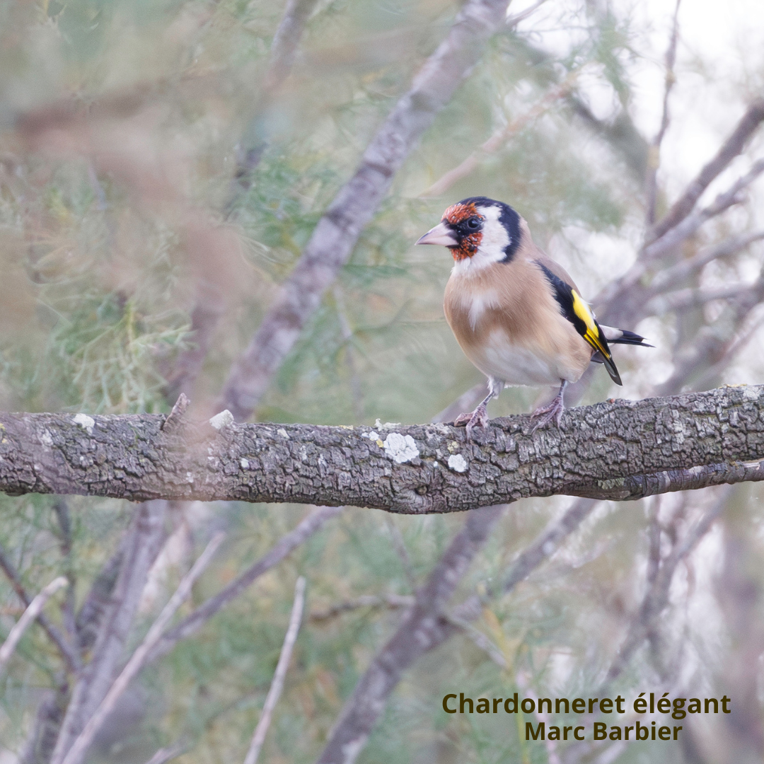 Les voix vertes de la voie verte. Initiation à l'écoute des chants d'oiseaux